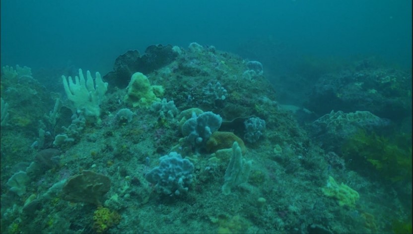 Colour Grading Underwater Video 1